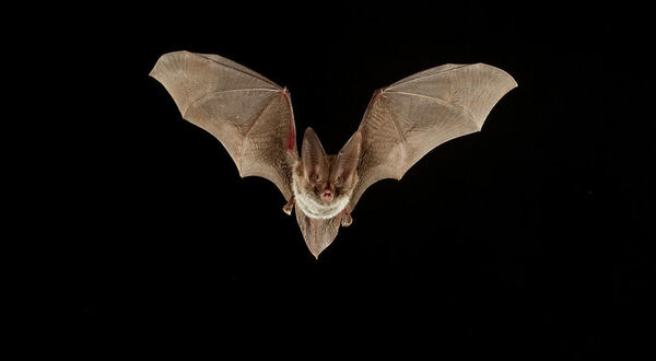 ‘Bats to the future’ at CBI