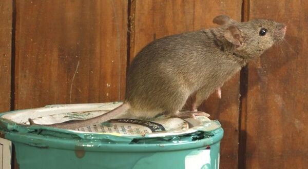 Rats, mice and wasps dominated UK pest activity in 2025